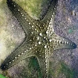 Bronze Knobbly Starfish (Pentaceraster Tuberculatus) - Stunning Colour & Fascinating Feeding Habits