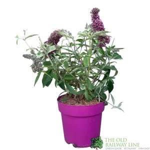 Buddleja 'Prince Charming' 5Ltr Plant